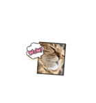 ウチのネコ 名はトラ。（個別スタンプ：39）