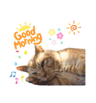 茶トラ猫のデカ文字スタンプ 犬 うさぎ♪（個別スタンプ：1）