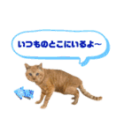 茶トラ猫のデカ文字スタンプ 犬 うさぎ♪（個別スタンプ：3）