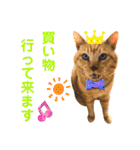 茶トラ猫のデカ文字スタンプ 犬 うさぎ♪（個別スタンプ：5）