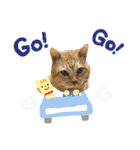 茶トラ猫のデカ文字スタンプ 犬 うさぎ♪（個別スタンプ：6）
