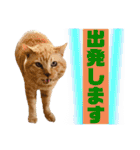 茶トラ猫のデカ文字スタンプ 犬 うさぎ♪（個別スタンプ：7）