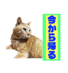 茶トラ猫のデカ文字スタンプ 犬 うさぎ♪（個別スタンプ：9）