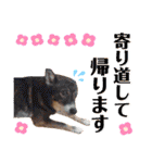 茶トラ猫のデカ文字スタンプ 犬 うさぎ♪（個別スタンプ：10）