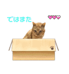 茶トラ猫のデカ文字スタンプ 犬 うさぎ♪（個別スタンプ：11）