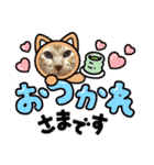 茶トラ猫のデカ文字スタンプ 犬 うさぎ♪（個別スタンプ：13）
