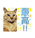 茶トラ猫のデカ文字スタンプ 犬 うさぎ♪（個別スタンプ：14）
