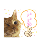 茶トラ猫のデカ文字スタンプ 犬 うさぎ♪（個別スタンプ：16）