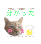 茶トラ猫のデカ文字スタンプ 犬 うさぎ♪（個別スタンプ：17）