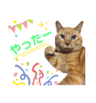 茶トラ猫のデカ文字スタンプ 犬 うさぎ♪（個別スタンプ：18）
