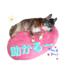 茶トラ猫のデカ文字スタンプ 犬 うさぎ♪（個別スタンプ：19）