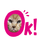 茶トラ猫のデカ文字スタンプ 犬 うさぎ♪（個別スタンプ：20）
