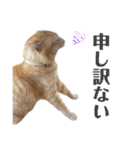 茶トラ猫のデカ文字スタンプ 犬 うさぎ♪（個別スタンプ：22）