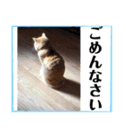 茶トラ猫のデカ文字スタンプ 犬 うさぎ♪（個別スタンプ：23）
