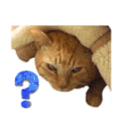 茶トラ猫のデカ文字スタンプ 犬 うさぎ♪（個別スタンプ：24）