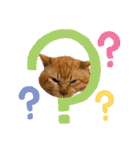 茶トラ猫のデカ文字スタンプ 犬 うさぎ♪（個別スタンプ：25）