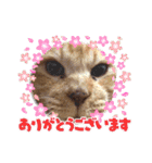 茶トラ猫のデカ文字スタンプ 犬 うさぎ♪（個別スタンプ：27）