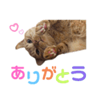 茶トラ猫のデカ文字スタンプ 犬 うさぎ♪（個別スタンプ：28）