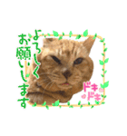 茶トラ猫のデカ文字スタンプ 犬 うさぎ♪（個別スタンプ：29）