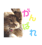 茶トラ猫のデカ文字スタンプ 犬 うさぎ♪（個別スタンプ：30）