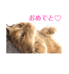 茶トラ猫のデカ文字スタンプ 犬 うさぎ♪（個別スタンプ：31）