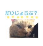茶トラ猫のデカ文字スタンプ 犬 うさぎ♪（個別スタンプ：32）