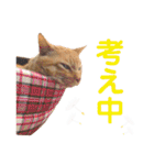 茶トラ猫のデカ文字スタンプ 犬 うさぎ♪（個別スタンプ：33）