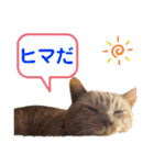 茶トラ猫のデカ文字スタンプ 犬 うさぎ♪（個別スタンプ：34）