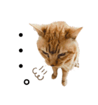 茶トラ猫のデカ文字スタンプ 犬 うさぎ♪（個別スタンプ：35）