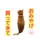 茶トラ猫のデカ文字スタンプ 犬 うさぎ♪（個別スタンプ：36）