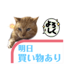 茶トラ猫のデカ文字スタンプ 犬 うさぎ♪（個別スタンプ：37）
