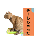 茶トラ猫のデカ文字スタンプ 犬 うさぎ♪（個別スタンプ：38）