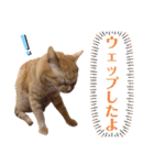 茶トラ猫のデカ文字スタンプ 犬 うさぎ♪（個別スタンプ：39）
