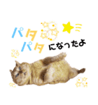 茶トラ猫のデカ文字スタンプ 犬 うさぎ♪（個別スタンプ：40）