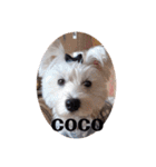 白犬集合（個別スタンプ：1）