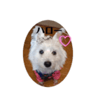 白犬集合（個別スタンプ：2）