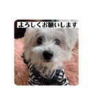 白犬集合（個別スタンプ：3）