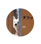 白犬集合（個別スタンプ：4）