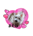 白犬集合（個別スタンプ：5）