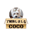 白犬集合（個別スタンプ：8）