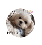 白犬集合（個別スタンプ：9）