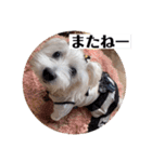 白犬集合（個別スタンプ：11）