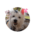白犬集合（個別スタンプ：12）
