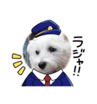 白犬集合（個別スタンプ：13）