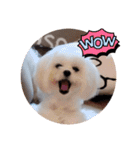 白犬集合（個別スタンプ：15）