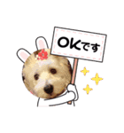 白犬集合（個別スタンプ：16）