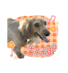 ♡   はなちゃんスタンプ ♡（個別スタンプ：3）