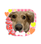 ♡   はなちゃんスタンプ ♡（個別スタンプ：4）