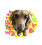 ♡   はなちゃんスタンプ ♡（個別スタンプ：5）