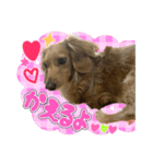 ♡   はなちゃんスタンプ ♡（個別スタンプ：6）